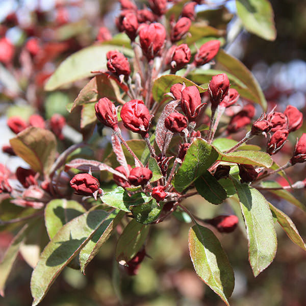 Malus 'Royalty'