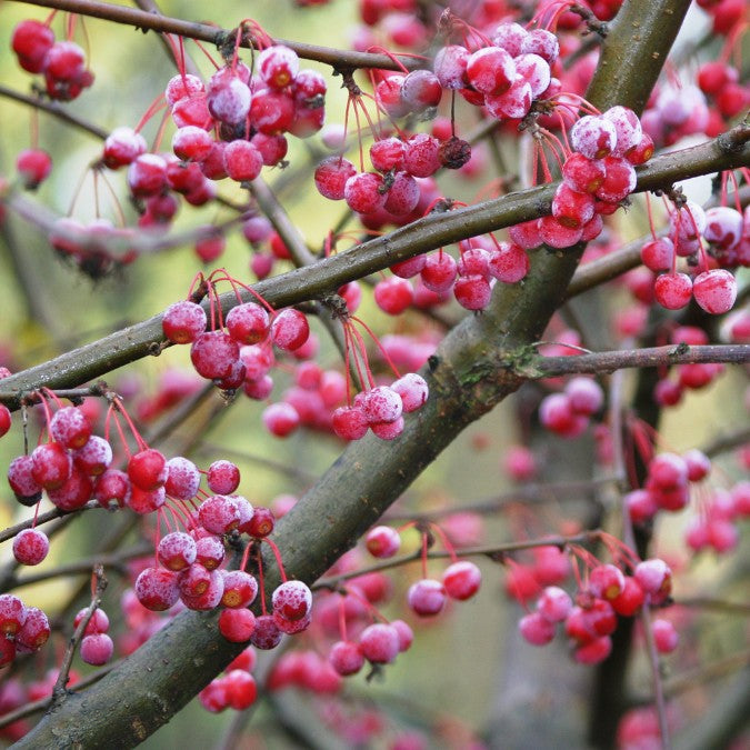 Malus sargentii