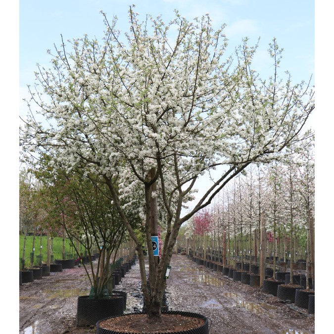 Malus sargentii
