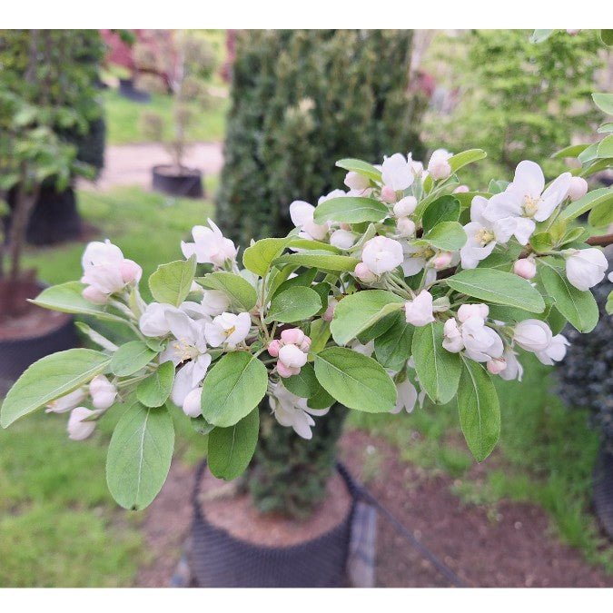 Malus sargentii