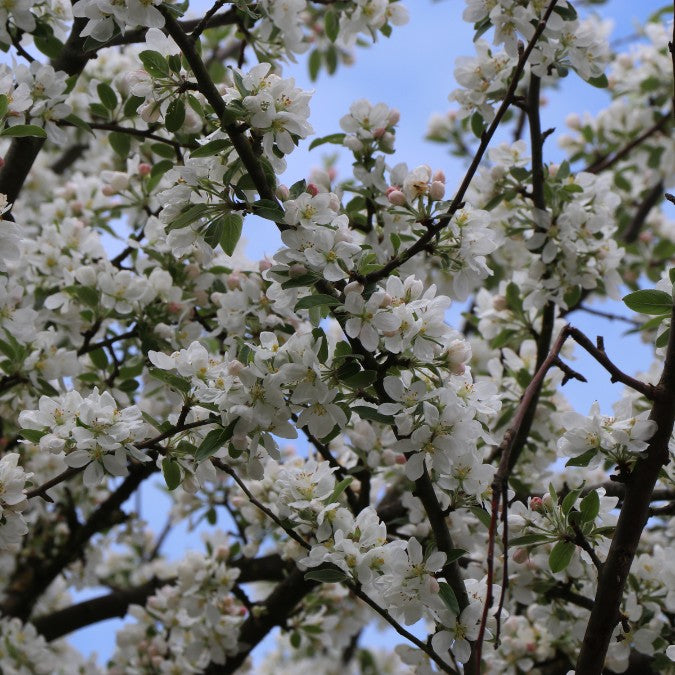 Malus sargentii