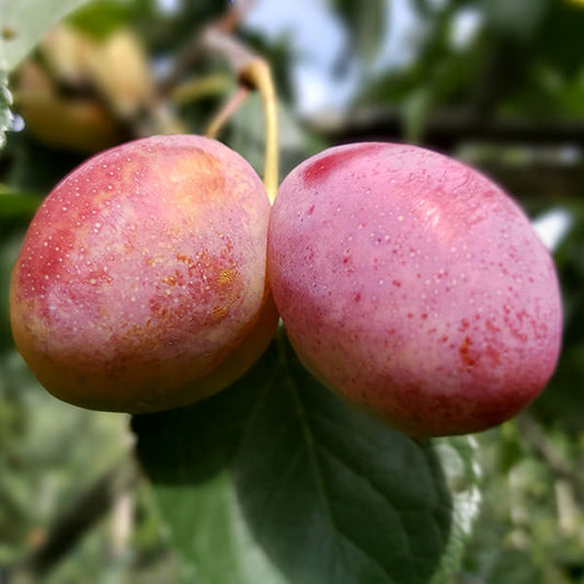 Prunus domestica 'Victoria'