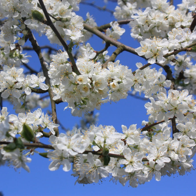 Prunus domestica 'Victoria' (Pleached)