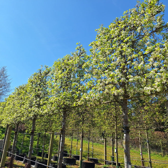 Pyrus cal. 'Chanticleer' (Pleached)