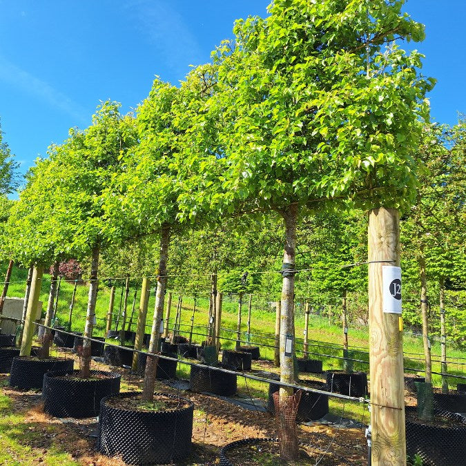 Pyrus cal. 'Chanticleer' (Pleached)