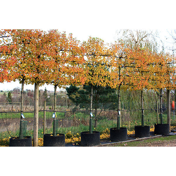 Pyrus cal. 'Chanticleer' (Pleached)