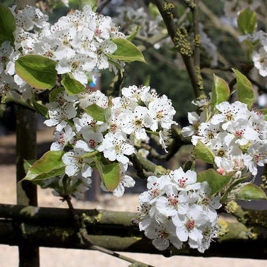 Pyrus cal. 'Chanticleer' (Pleached)