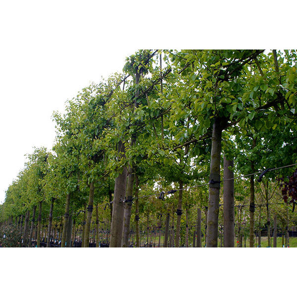 Pyrus cal. 'Chanticleer' (Pleached)
