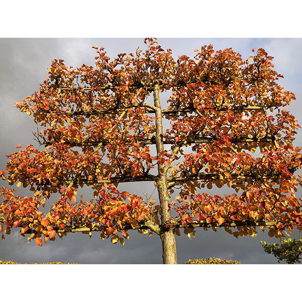 Pyrus cal. 'Chanticleer' (Pleached)