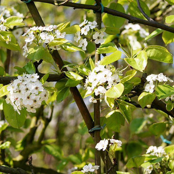 Pyrus cal. 'Chanticleer' (Pleached)