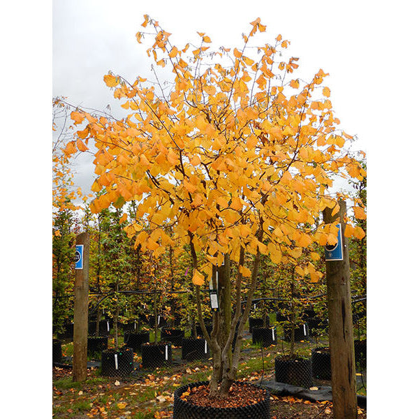 Corylus avellana