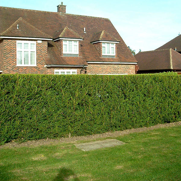 Cupressocyparis leylandii (Hedging)