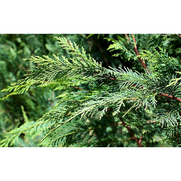 Cupressocyparis leylandii (Hedging)