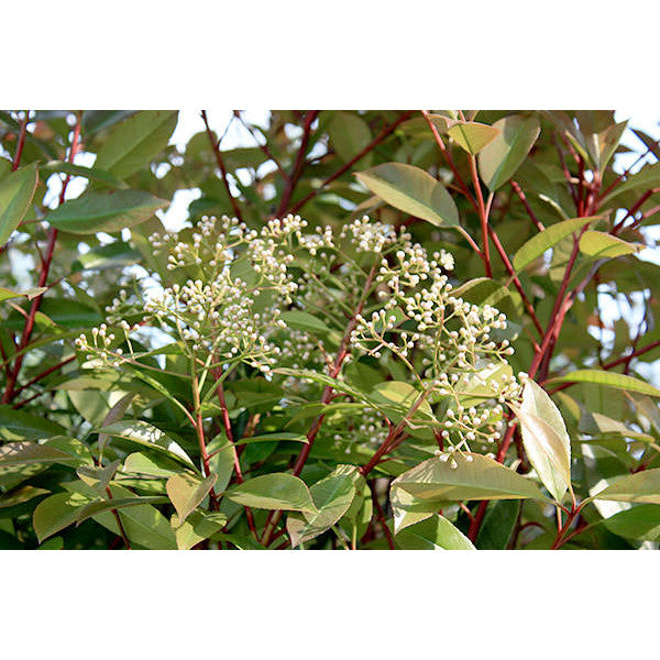 Photinia x fraseri 'Red Robin' (Hedging)