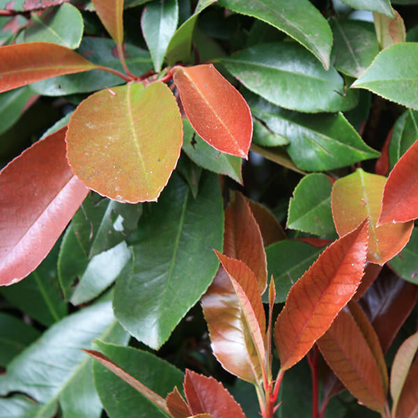 Photinia x fraseri 'Red Robin' (Hedging)