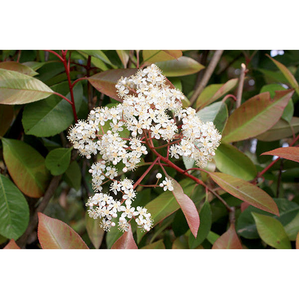 Photinia x fraseri 'Red Robin' (Hedging)