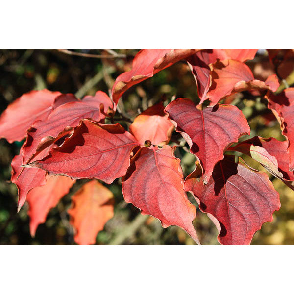 Cornus kousa var. chinensis