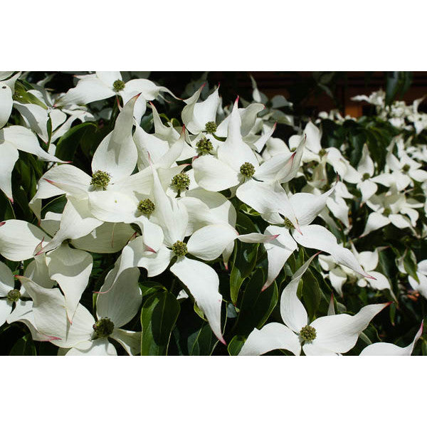 Cornus kousa var. chinensis