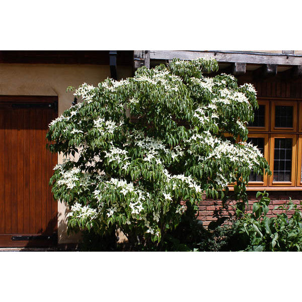 Cornus kousa var. chinensis