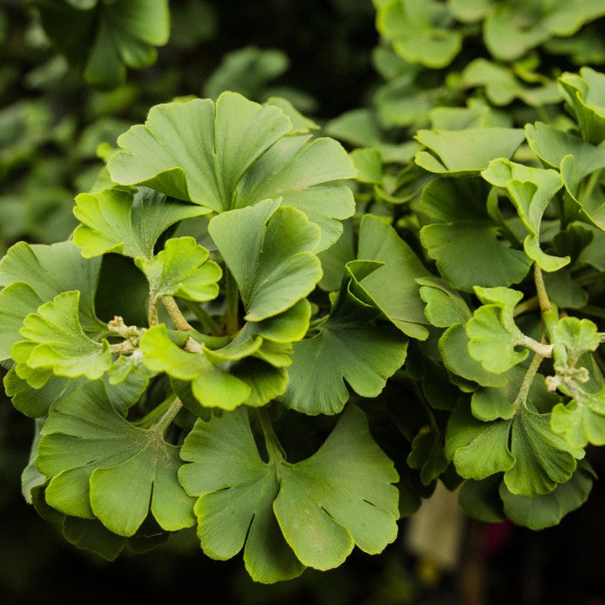 Ginkgo biloba 'Fastigiata Blagon'