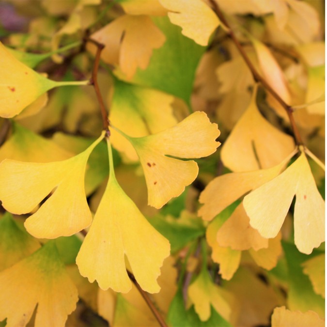 Ginkgo biloba 'Fastigiata Blagon'