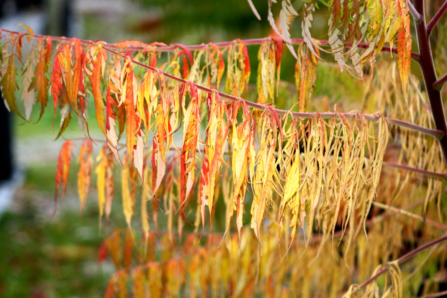 Rhus typhina 'Dissecta'