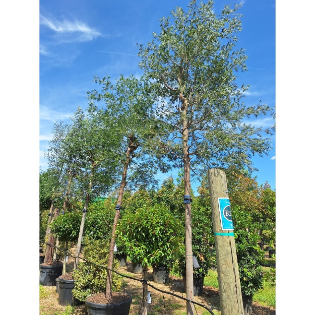 Acacia dealbata