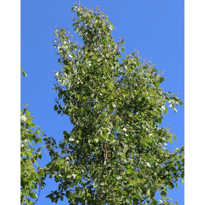 Betula pendula 'Fastigiata'