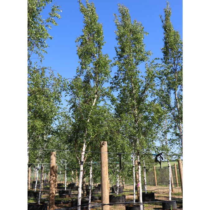 Betula pendula 'Fastigiata'