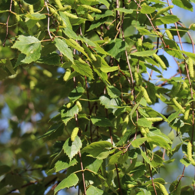 Betula pendula 'Fastigiata'