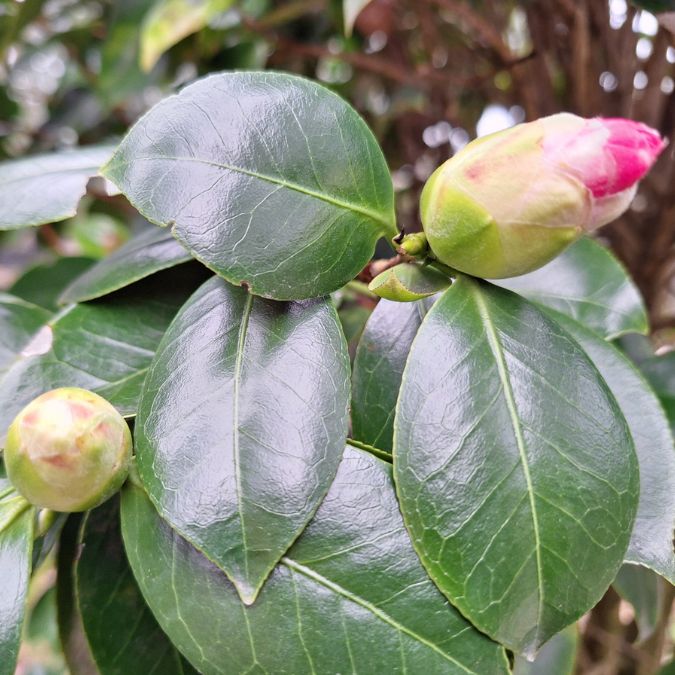 Camellia japonica 'Pink Perfection'