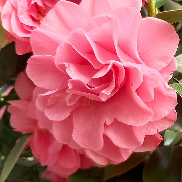 Camellia japonica