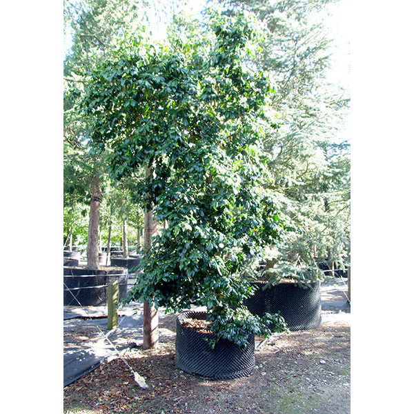 Camellia japonica