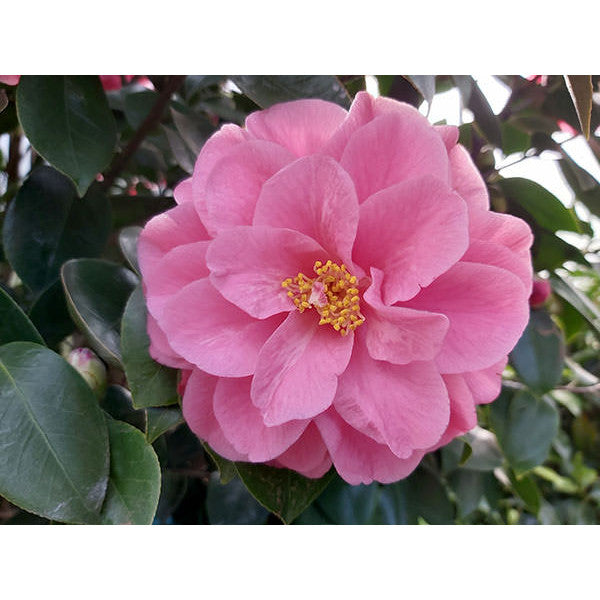 Camellia japonica