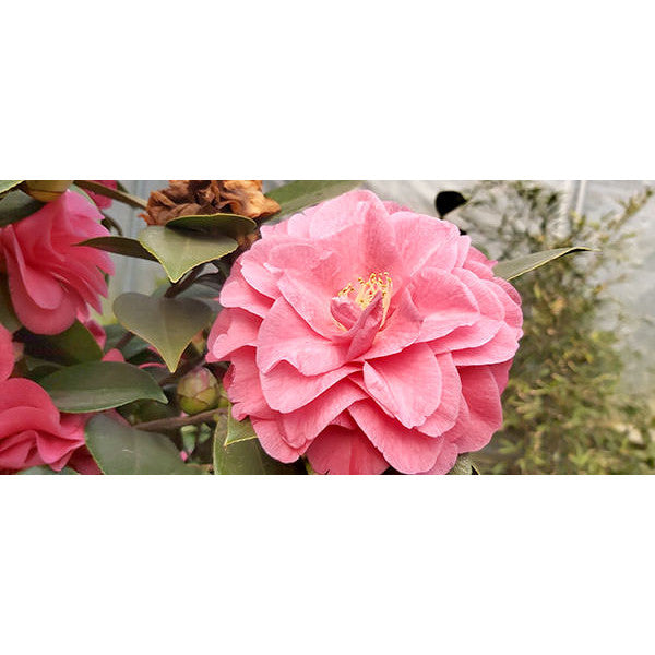 Camellia japonica