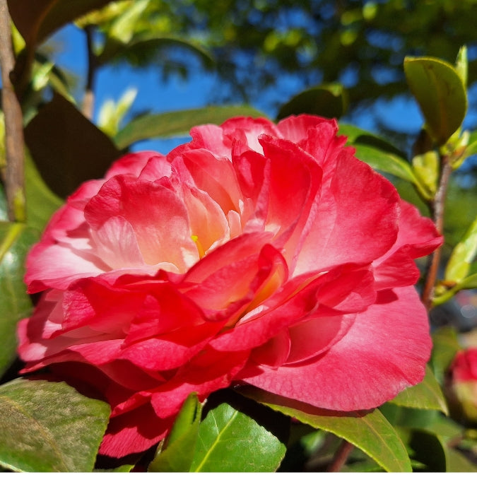 Camellia japonica 'Nuccio's Jewel'