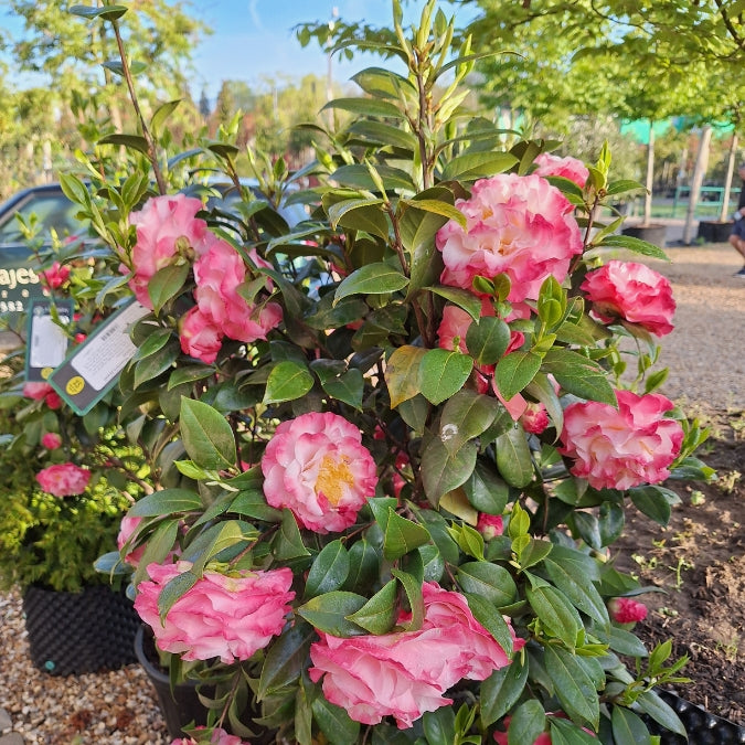 Camellia japonica 'Nuccio's Jewel'
