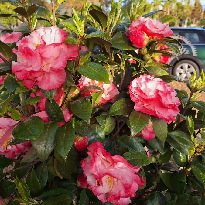 Camellia japonica 'Nuccio's Jewel'