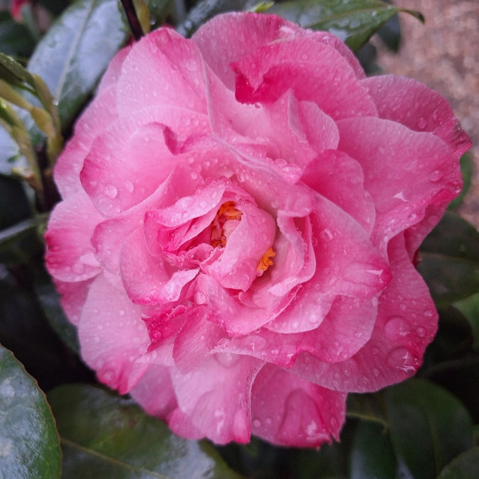Camellia japonica 'Nuccio's Jewel'