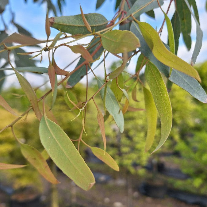 Eucalyptus camaldulensis