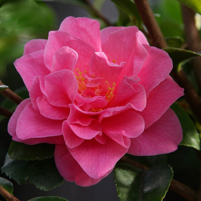 Camellia japonica 'Kallista'