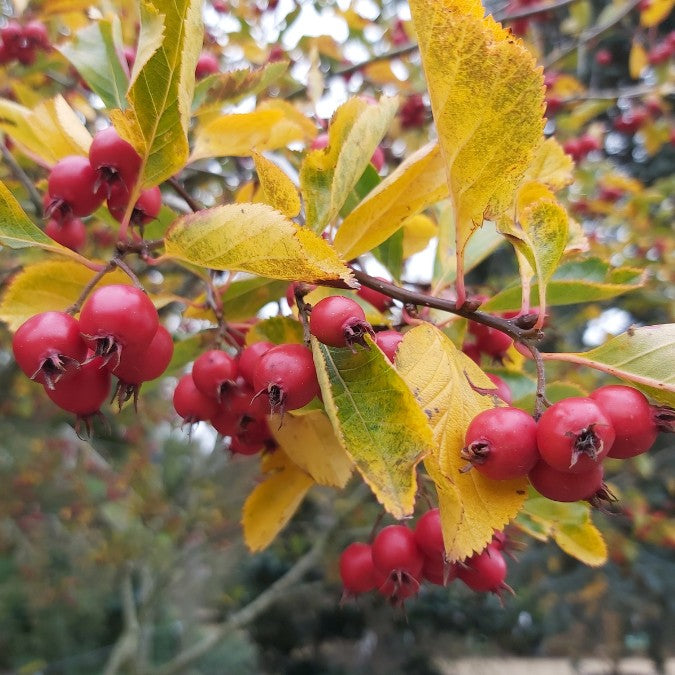 Crataegus x persimilis 'Prunifolia Splendens'