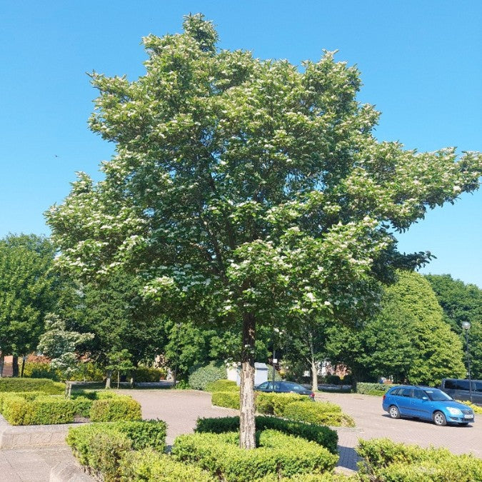 Crataegus x persimilis