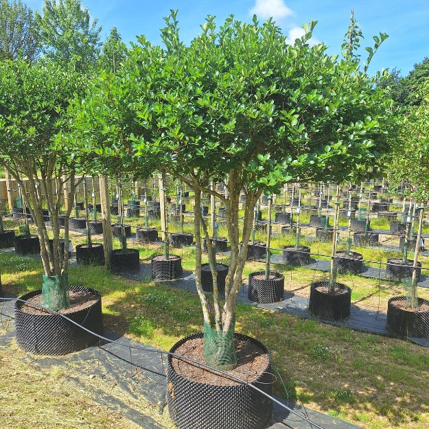 Crataegus x persimilis