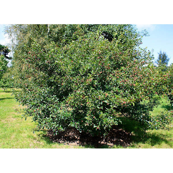 Crataegus x persimilis