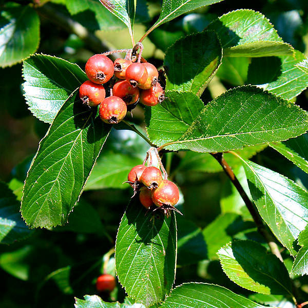 Crataegus x persimilis