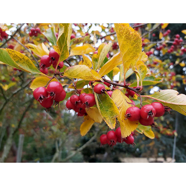 Crataegus x persimilis