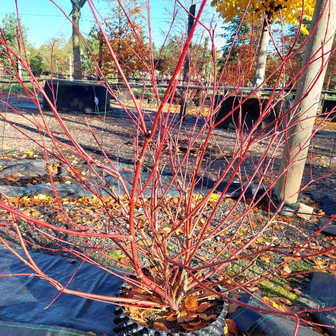 Cornus alba
