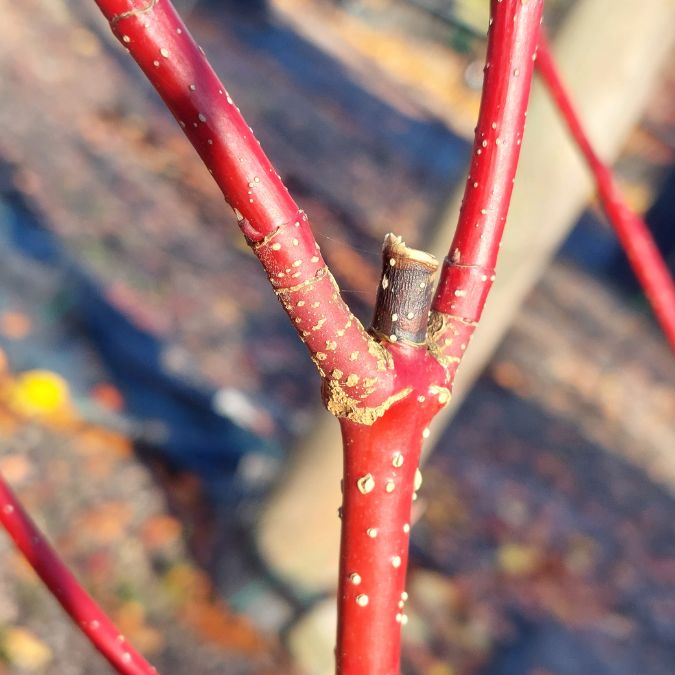 Cornus alba