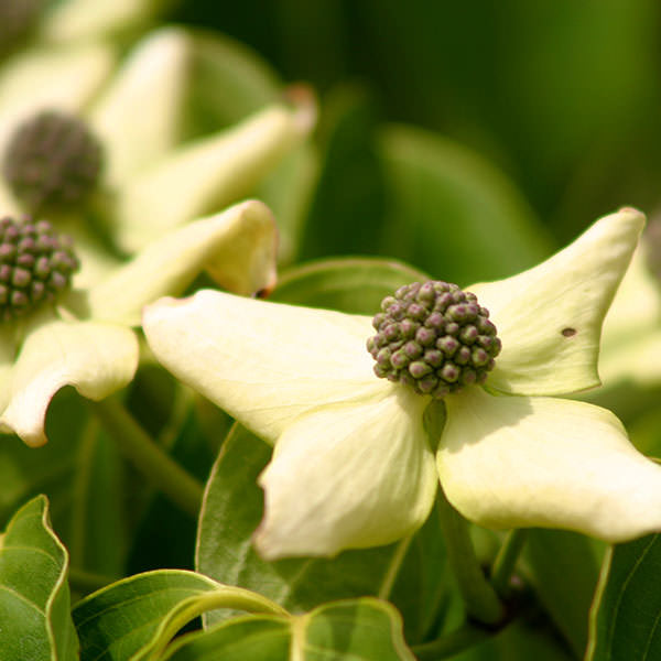 Cornus kousa 'China Girl'